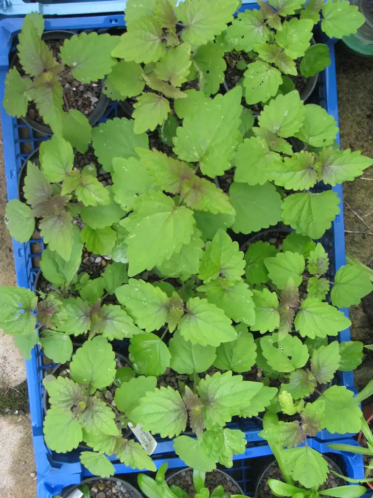 Photo of Agastache rugosa (Agastache rugosas)
