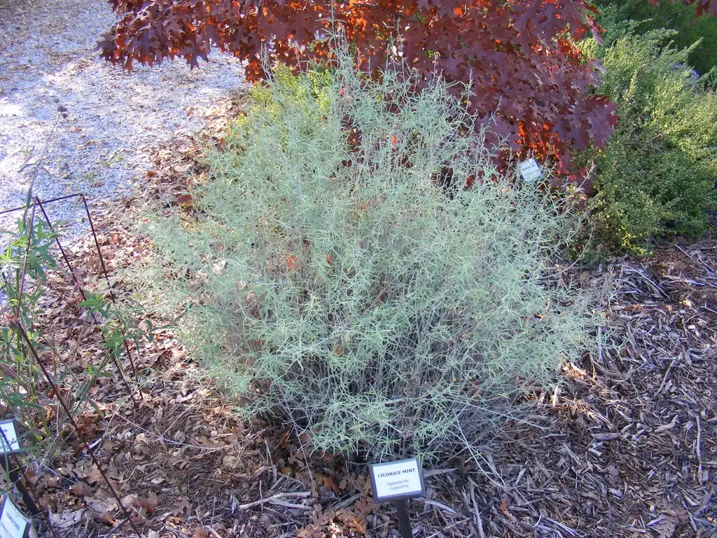 Photo of Agastache rupestris (Agastache rupestriss)