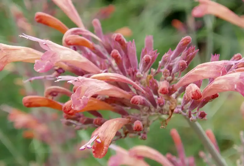 Photo of Agastache rupestris (Agastache rupestriss)