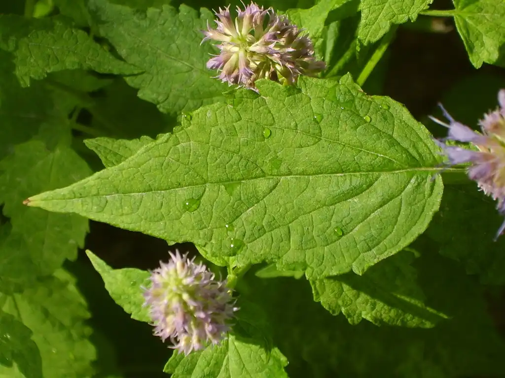 Foto de Agastache (Agastaches)