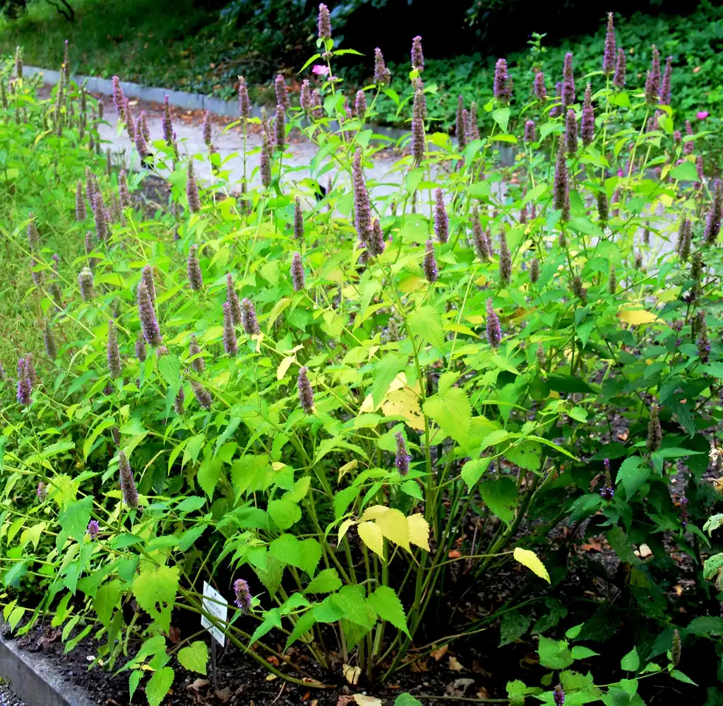 Foto de Agastache (Agastaches)