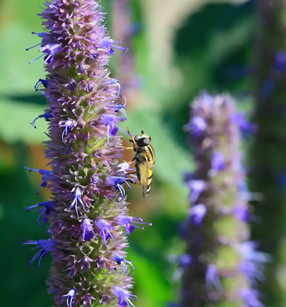 Foto de Agastache - Attracts bees:Benh LIEU SONG.