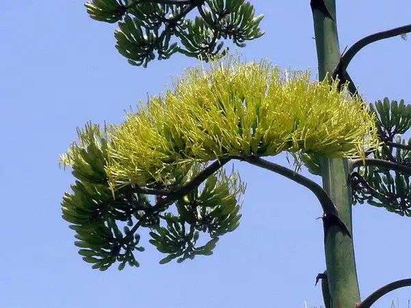 Photo of Agave americana - Agave flower:Bri Weldon