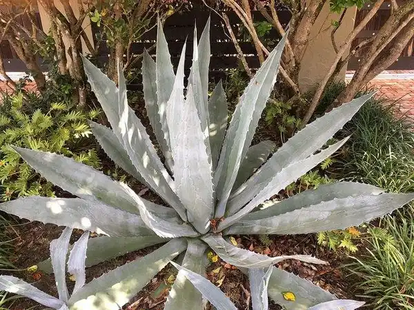 Photo of Agave americana - Agave americana plant:Scott Zonia
