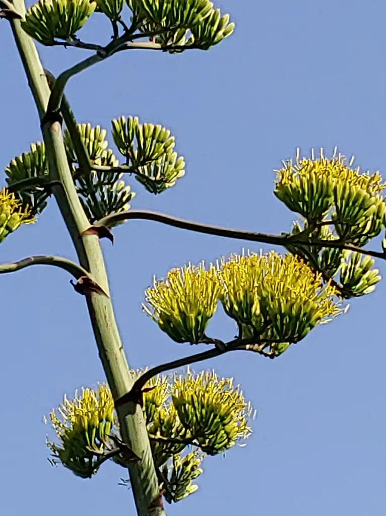 Photo of Agave americana - flower in summer Cameron Art Museum Wilmington, NC:skdavidson