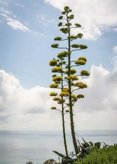Photo of Agave americana - Agave flower stalk and flowers:Shellie