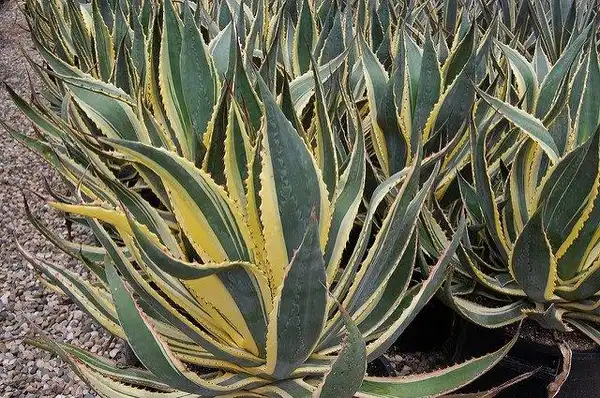 Photo of Agave americana - Agave americana 'Yellow Ribbons':Faroutflora