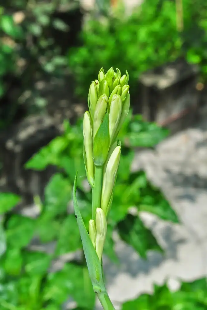 Foto de Agave amica (Agave amicas)