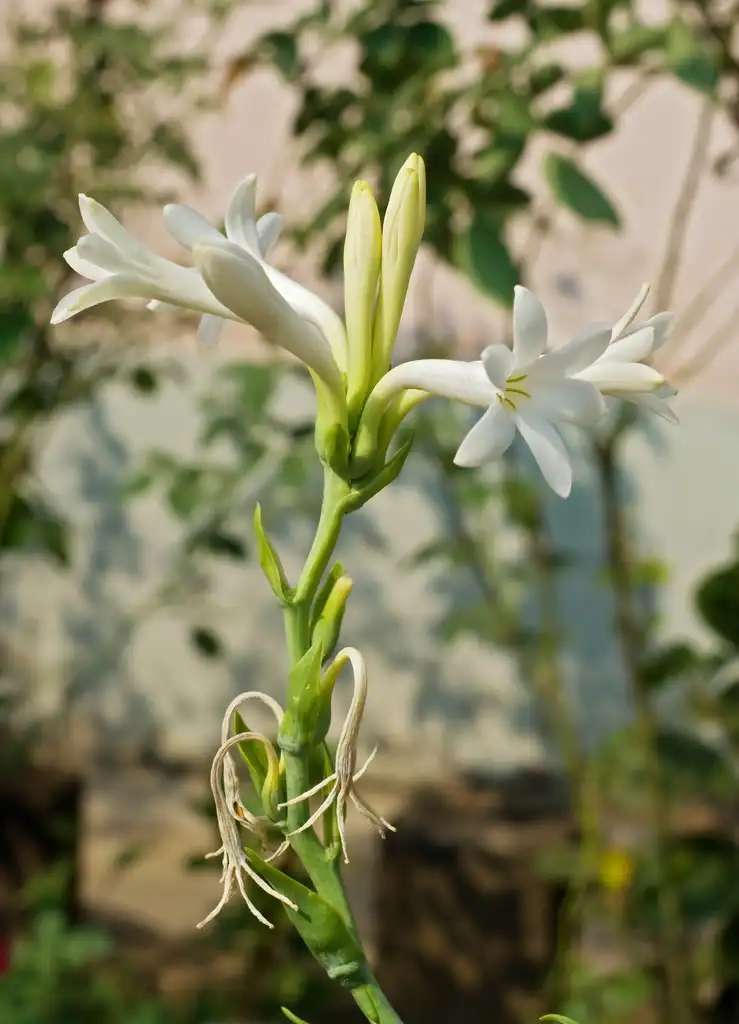 Foto de Agave amica (Agave amicas)