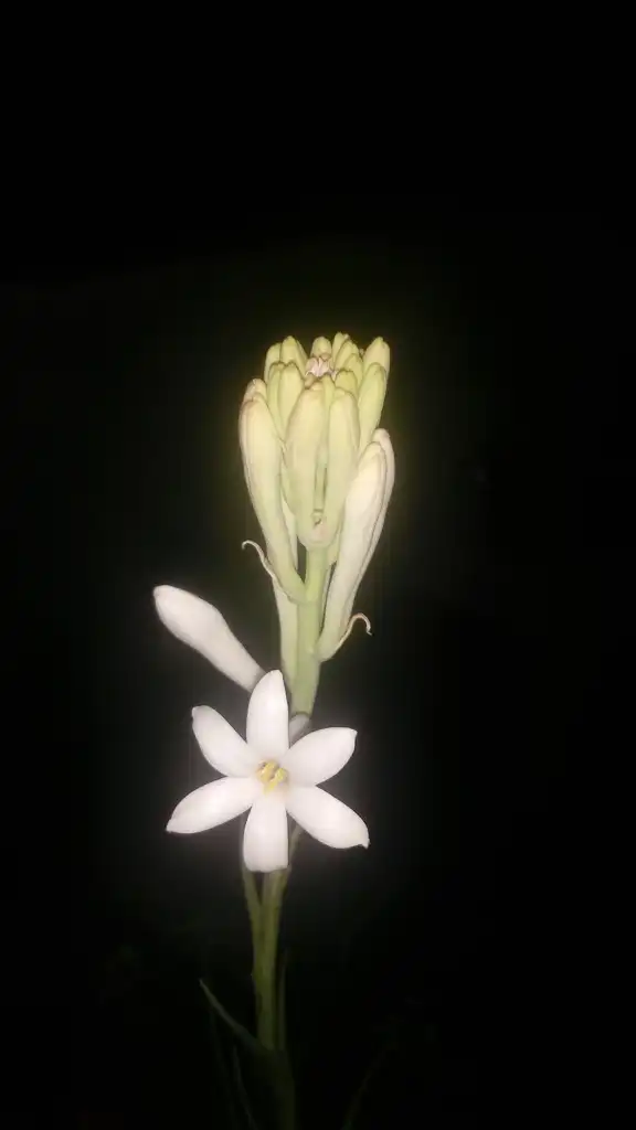 Foto de Agave amica - Flower and flower bud close-up:Rayarakula