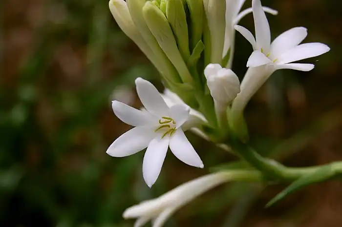 Foto de Agave amica - Inside flower:Jayesh Patil