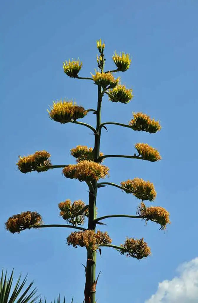 Фото Agave parryi (Agave parryis)