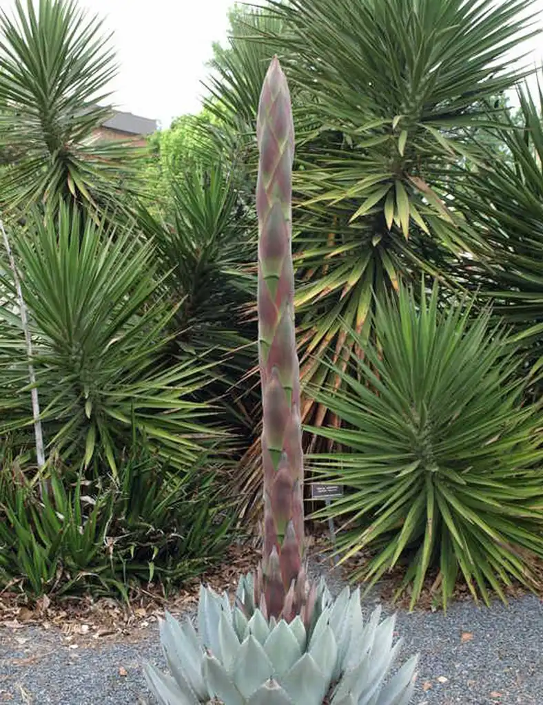 Фото Agave parryi (Agave parryis)