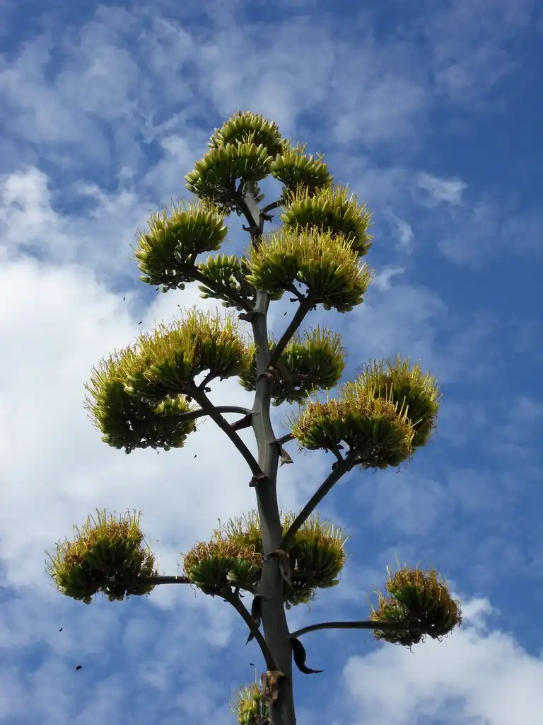 Фото Agave salmiana (Agave salmianas)