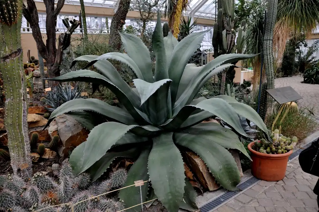Фото Agave salmiana (Agave salmianas)