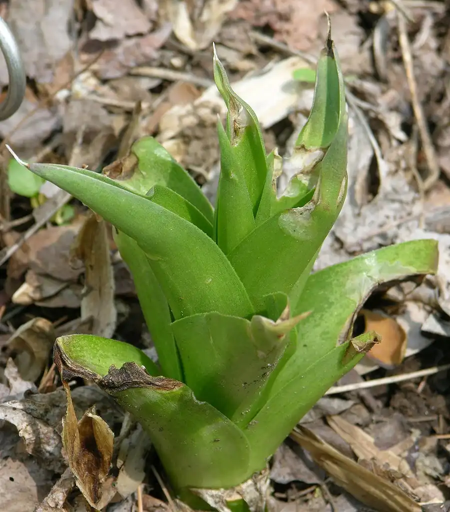 Photo of Agave virginica (Agave virginicas)