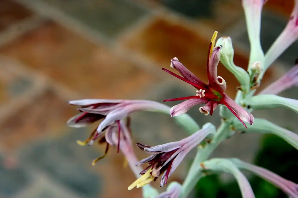 Photo of Agave virginica - Flower detail:Tracy27