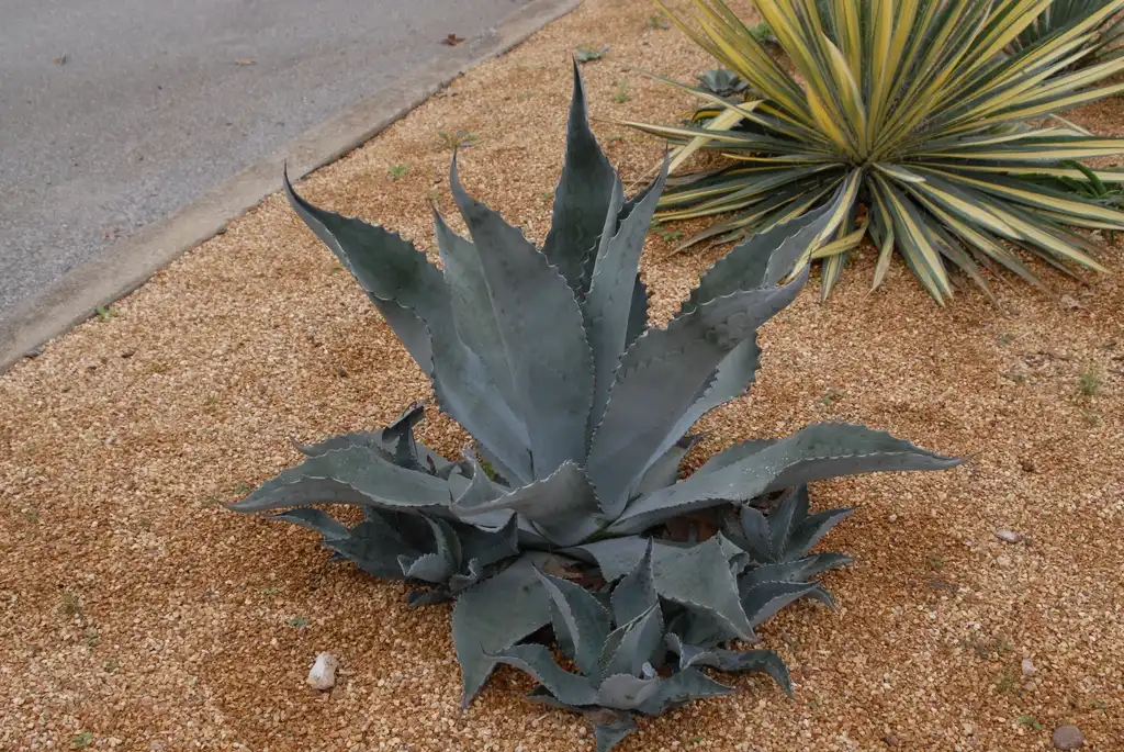 Фото Agave (Agaves)