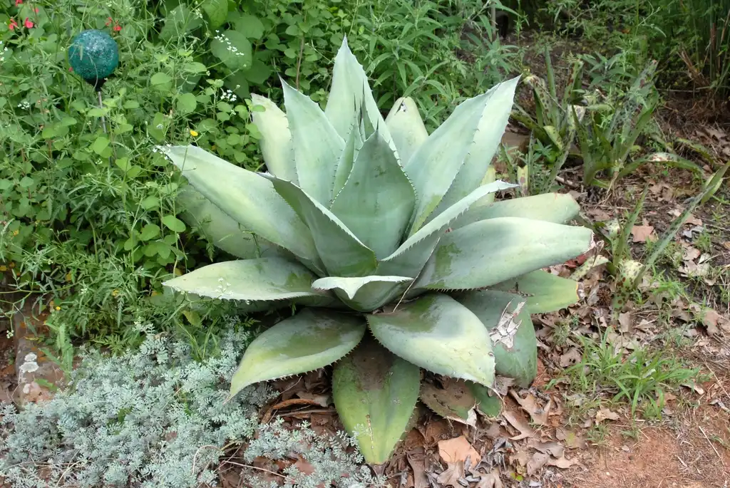Фото Agave (Agaves)