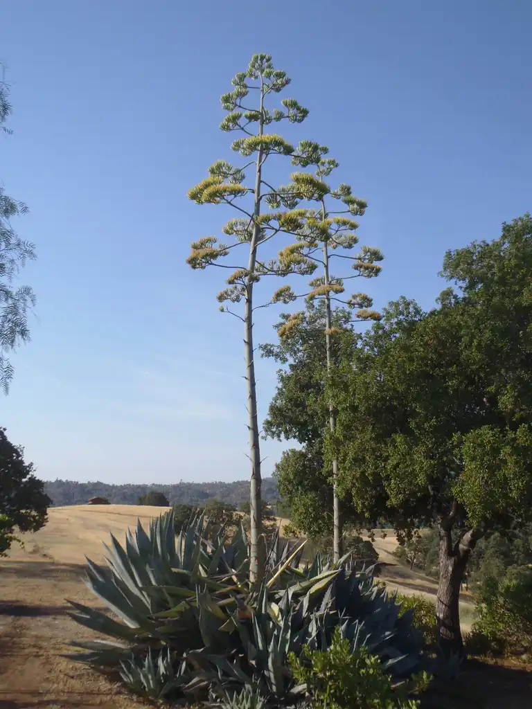 Фото Agave - Flower Form:Jim Robbins