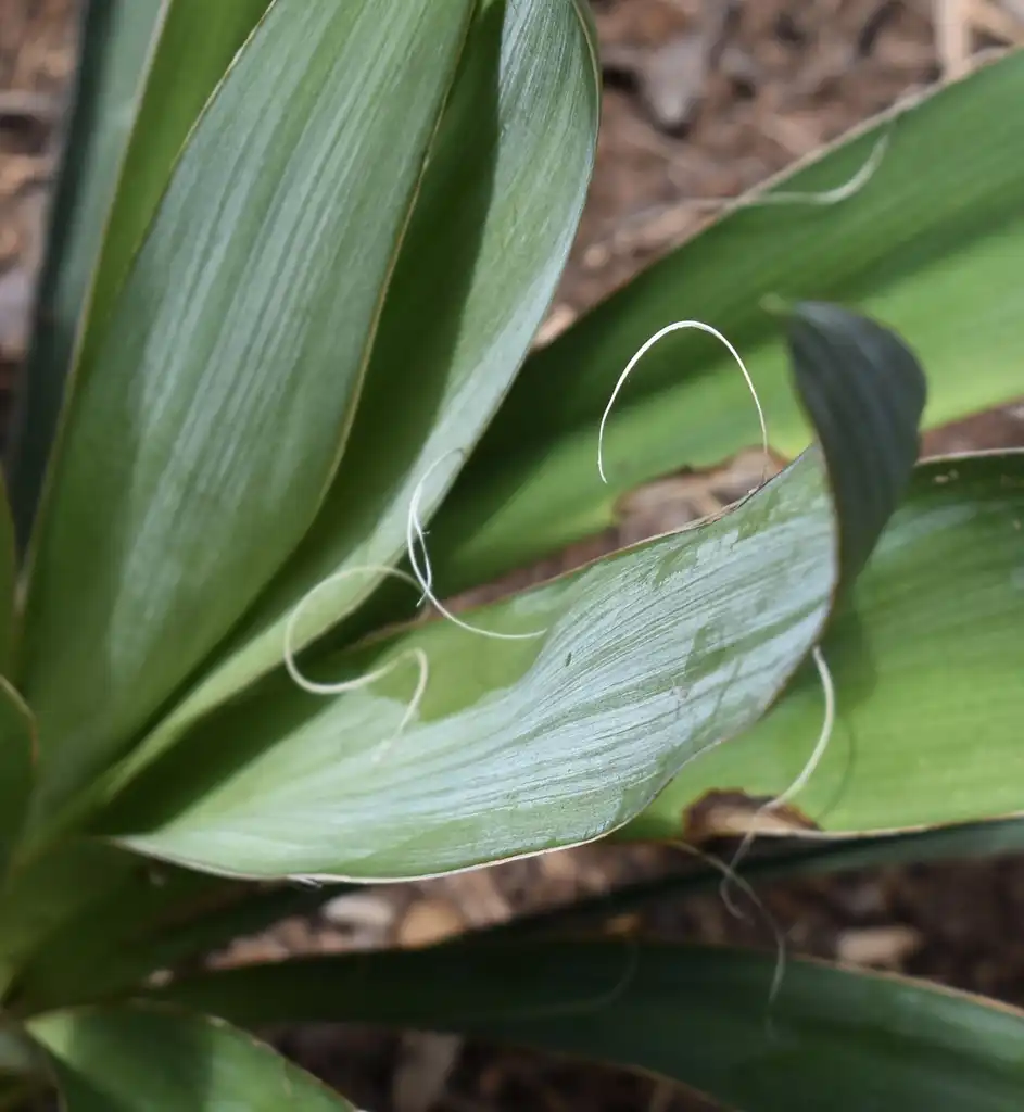 Фото Agave - A. filammentosa (aka A. filifera) needles and strings, Warren Co:Cathy Dewitt