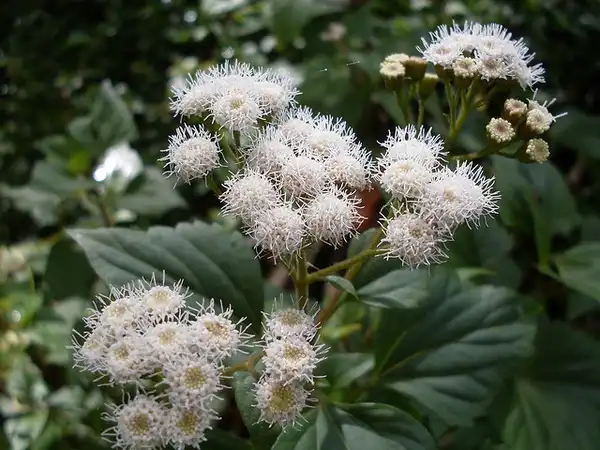 Foto de Ageratina (Ageratinas)