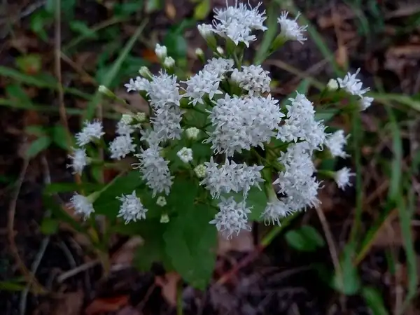 Foto de Ageratina (Ageratinas)
