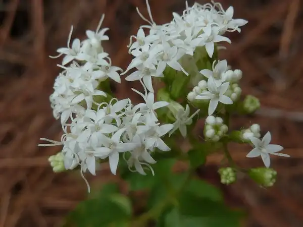 Foto de Ageratina - A. altissima flowers:Eleanor