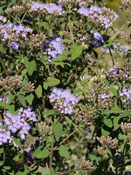 Foto de Ageratina - A. pichinchensis form:Instituto Humboldt