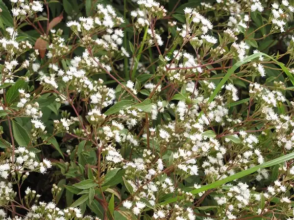 Foto de Ageratina - A. riparia form:Forest and Kim Starr
