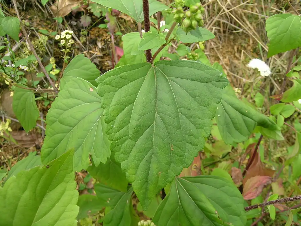 Foto de Ageratina - Leaf Blade:Harry Rose
