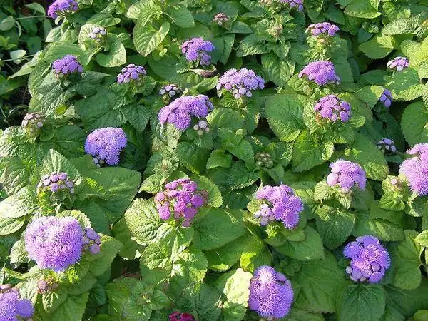 Photo of Ageratum houstonianum (Ageratum houstonianums)