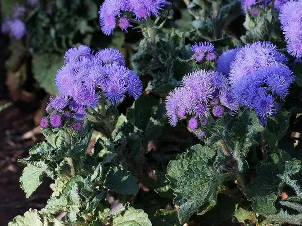Photo of Ageratum houstonianum (Ageratum houstonianums)
