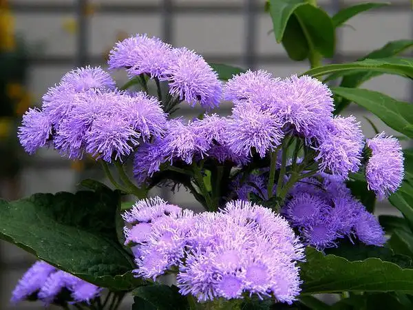 Photo of Ageratum houstonianum - A. houstonianum flower detail:Photo by Nemo's Great Uncle