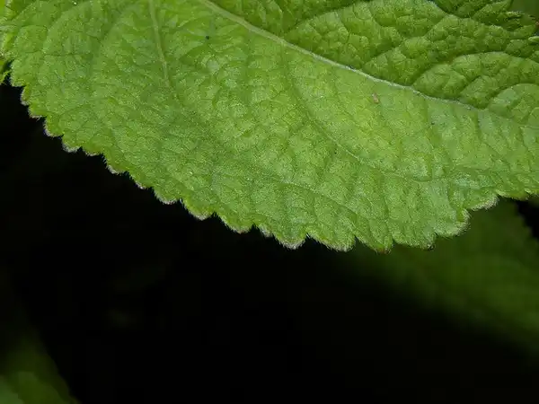 Photo of Ageratum houstonianum - A. houstonianum leaf detail:Reinaldo Aguilar