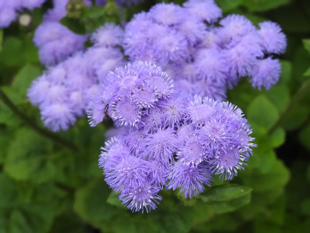 Photo of Ageratum houstonianum - Ageratum houstonianum 'Blue Horizon' flowers:Kathleen Moore