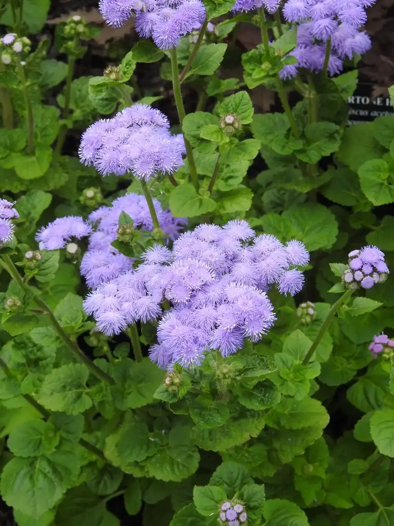 Photo of Ageratum houstonianum - Ageratum houstonianum 'Blue Horizon':Kathleen Moore