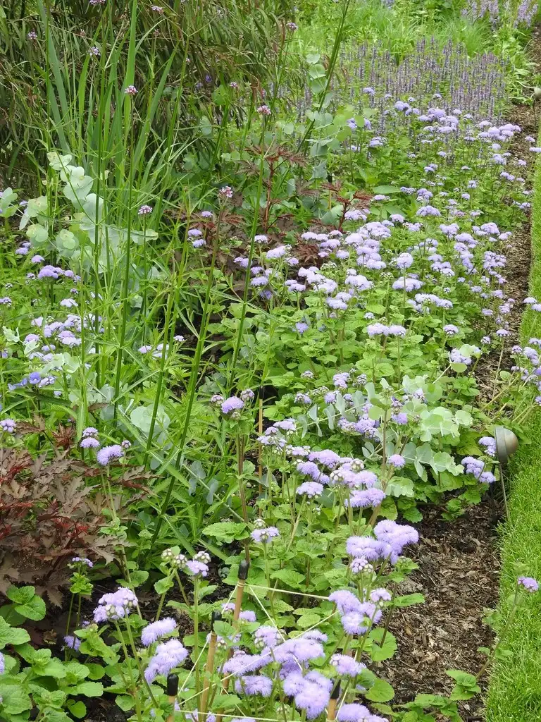 Photo of Ageratum houstonianum - Ageratum houstonianum 'Blue Horizon' mass planting:Kathleen Moore