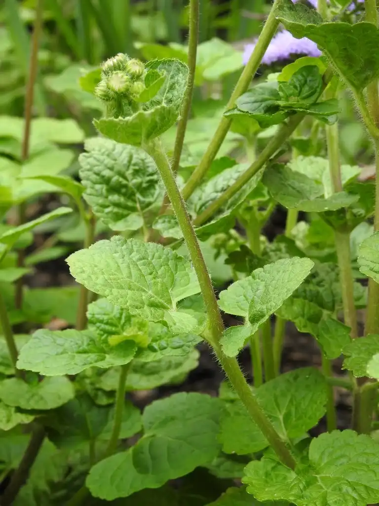 Photo of Ageratum houstonianum - Ageratum houstonianum 'Blue Horizon' stems:Kathleen Moore