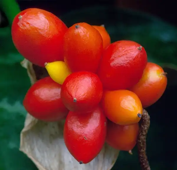Photo of Aglaonema commutatum (Aglaonema commutatums)