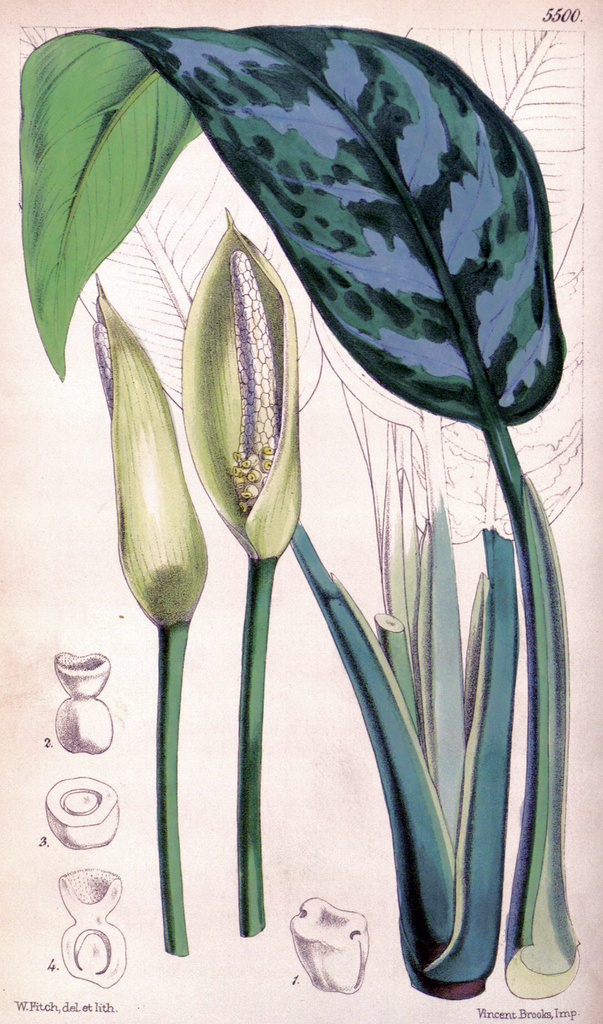 Photo of Aglaonema commutatum (Aglaonema commutatums)