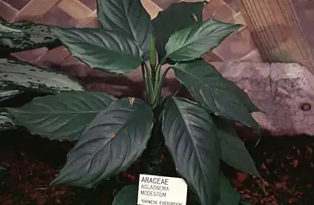 Photo of Aglaonema modestum (Aglaonema modestums)