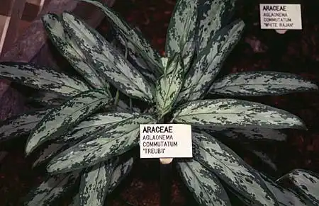 Photo of Aglaonema modestum (Aglaonema modestums)