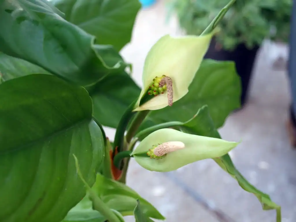 Photo of Aglaonema modestum - Flower:Stinky Steve