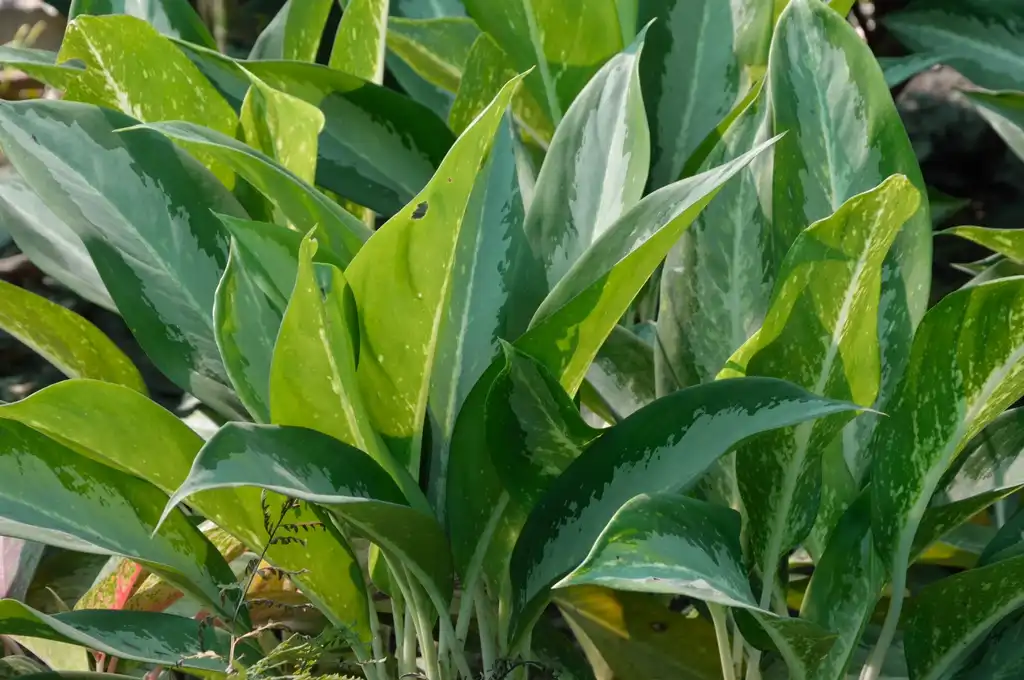 Photo of Aglaonema nitidum (Aglaonema nitidums)