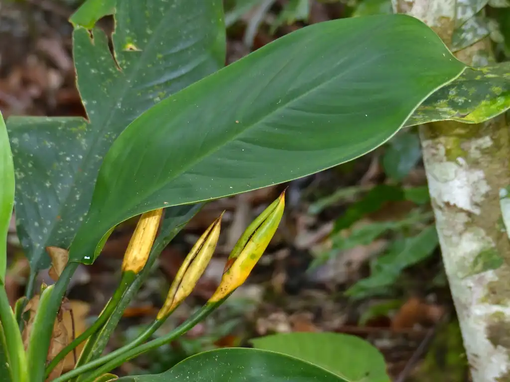 Photo of Aglaonema nitidum (Aglaonema nitidums)