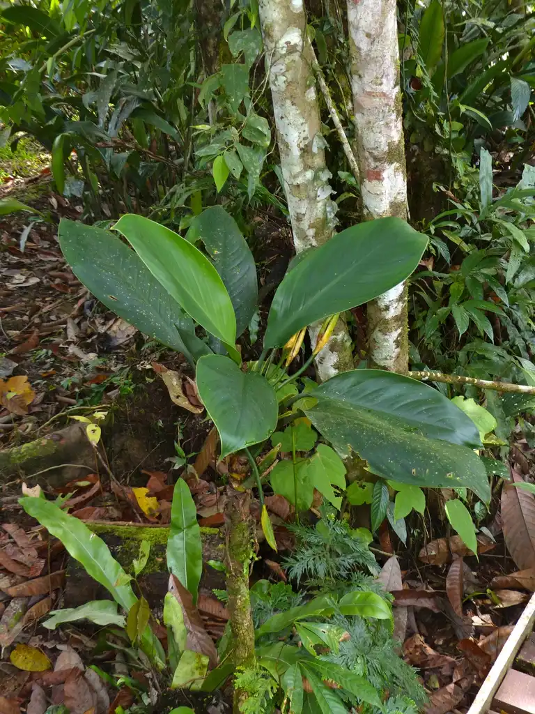 Photo of Aglaonema nitidum - Form:Bernard DUPONT