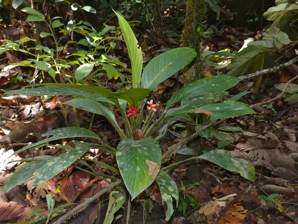 Photo of Aglaonema nitidum - Form:Bernard DUPONT