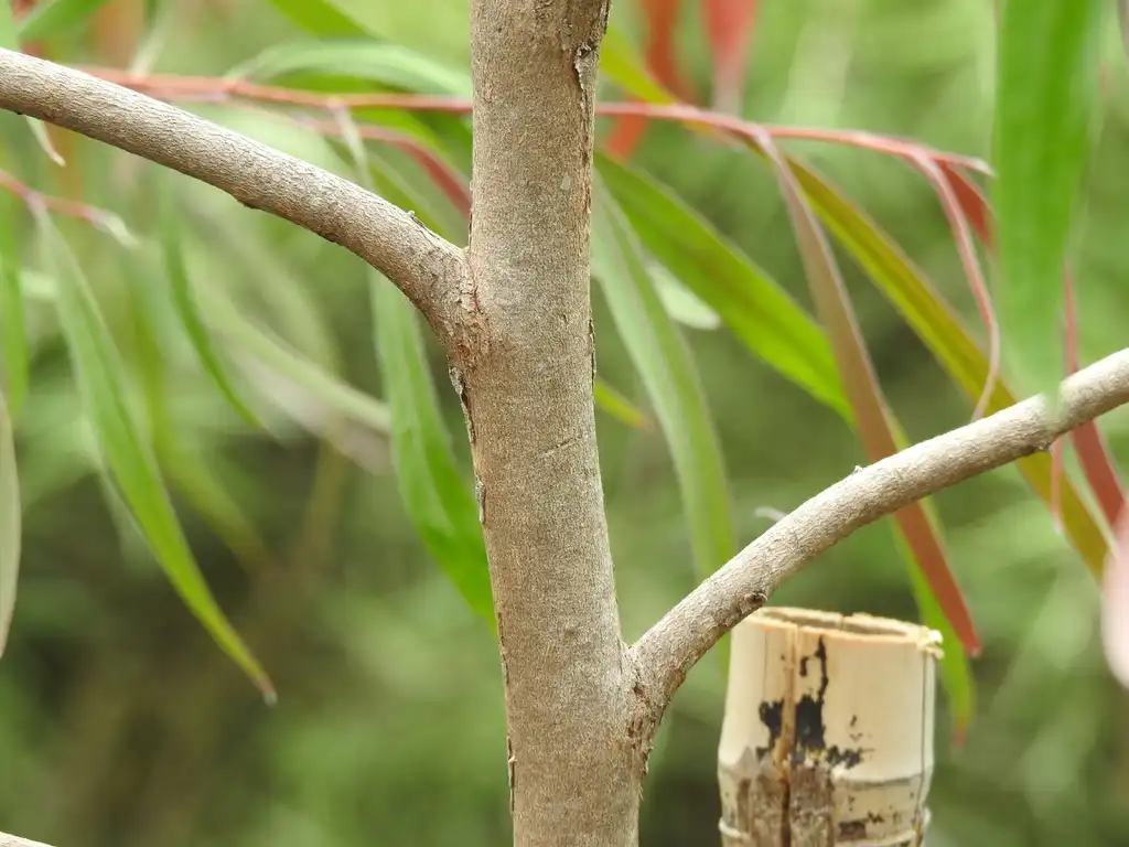 Фото Agonis flexuosa (Agonis flexuosas)