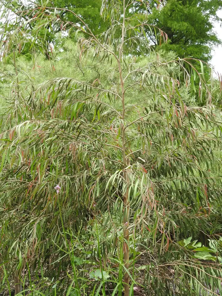 Фото Agonis flexuosa (Agonis flexuosas)